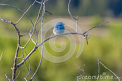 Mountain Bluebird Stock Photo