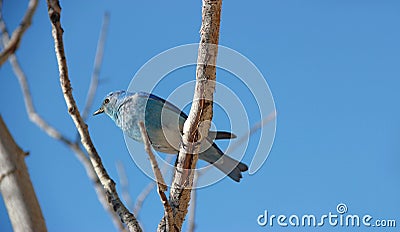 Mountain bluebird Stock Photo