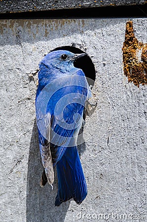 Mountain Bluebird Clinging to its Weathered Wooden Nesting Box Stock Photo