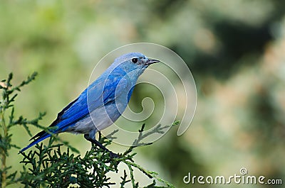 Mountain Bluebird Perched in a Tree Stock Photo