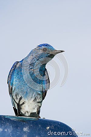 Mountain bluebird Stock Photo