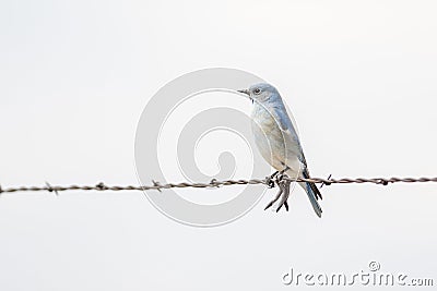 Mountain Bluebird Sialia currucoides on Barbed Wire Fence Stock Photo