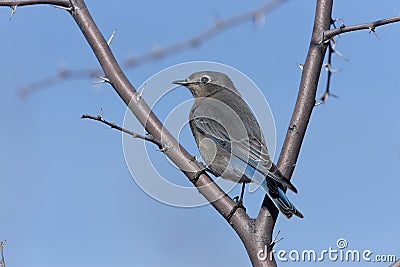 Mountain bluebird, Sialia currucoides Stock Photo