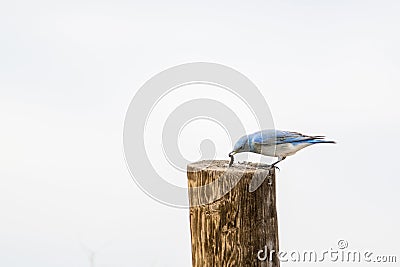 Mountain Bluebird Sialia currucoides with Catepillar on Wood P Stock Photo