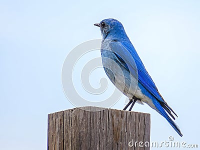 A mountain bluebird or Sialia currucoides, a migratory small thrush that is found in mountainous districts of western North Stock Photo