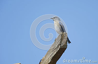 Mountain Bluebird Sialia currucoides perched on an old beam Stock Photo