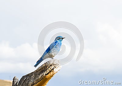 Mountain Bluebird Stock Photo