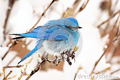 Mountain Bluebird Stock Photo