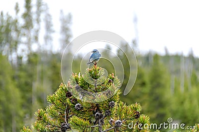 Mountain Bluebird Stock Photo