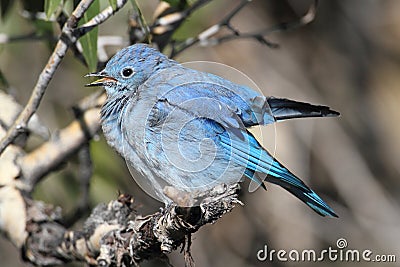 Mountain Bluebird & x28;Sialia currucoides& x29; Stock Photo
