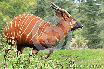 Mountain bongo Stock Photo