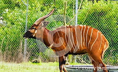 Mountain Bongo. Background with selective focus, and copy space for text Stock Photo