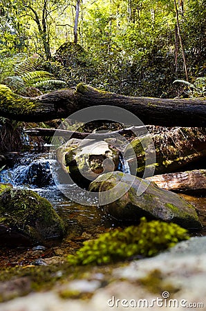 Mountain brook in Australian rain forest Stock Photo