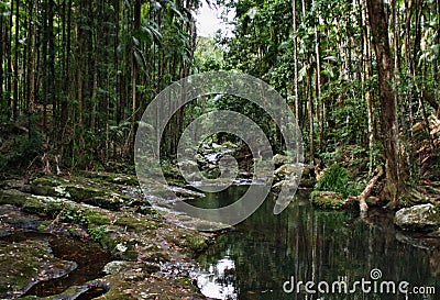 Mountain brook in Kondalilla National Park Stock Photo