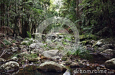 Mountain brook in Kondalilla National Park Stock Photo