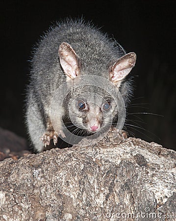 Mountain brush-tailed possums Stock Photo