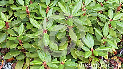 mountain bush Stock Photo