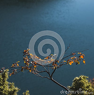 Mountain bush with leaves yellowed in autumn in the mountains on a cliff against the background of a lake Stock Photo