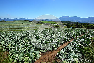 Mountain and cabbage field Stock Photo