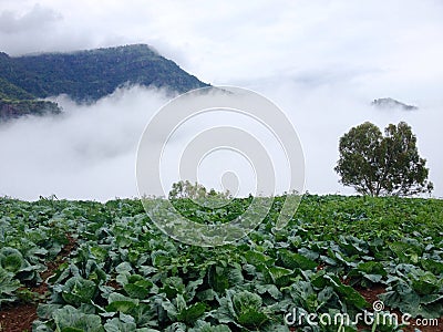 Mountain cabbage Stock Photo