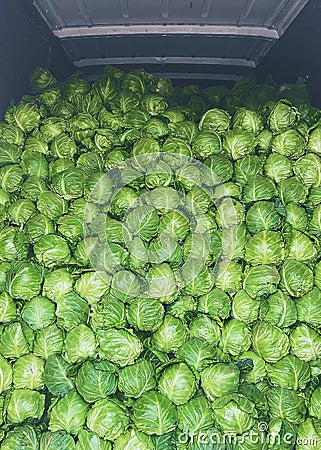 Mountain cabbage harvesting for sale. Selective focus Stock Photo