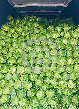 Mountain cabbage harvesting for sale. Selective focus Stock Photo