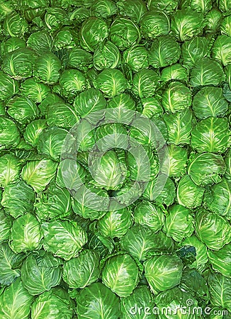 Mountain cabbage harvesting for sale. Selective focus Stock Photo