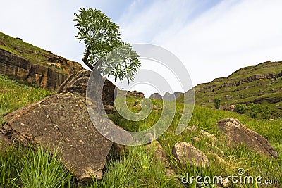 Mountain cabbage tree Stock Photo