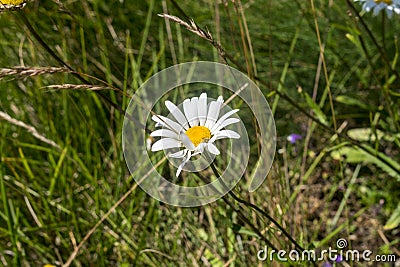 Mountain chamomile on the path to the Kozya Wall hut in Troyan Balkan. Stara Planina is a beautiful, incredible and magnetic with Stock Photo