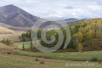 Mountain Charysh Altai Territory, Russia, autumn horizontal landscape with mown meadows, hay in bales, forests and snow-capped Stock Photo