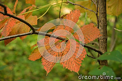 Mountain Chestnut Oak Leaves Stock Photo