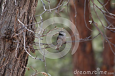 Mountain Chickadee (Poecile gambeli) Stock Photo