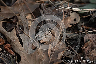 An Adorable Mountain Chorus Frog Among Fallen Leaves Stock Photo