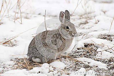 Mountain cottontail rabbit on snow with dead grass as forage Stock Photo