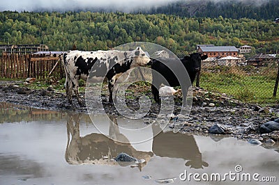 Mountain cows with gleam in the pool Stock Photo