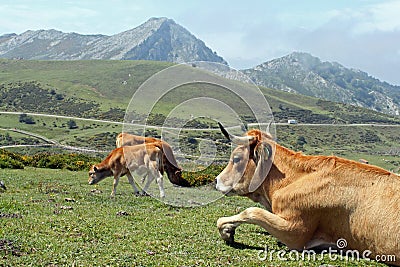 Mountain cows pasture Stock Photo