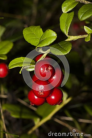 Mountain cranberries Stock Photo