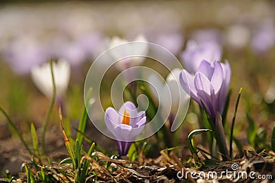 Mountain crocus field in the Austrian Alps Stock Photo