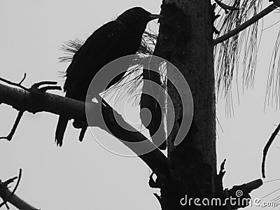 Mountain Crow silhouette Stock Photo