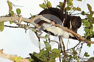 A Mountain Cuscus Climbing a Guava Tree Stock Photo