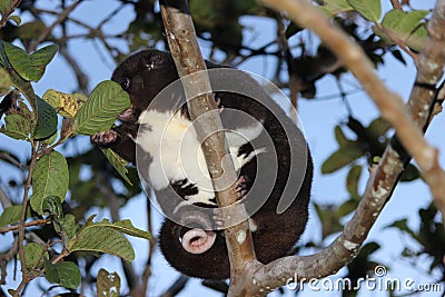 A Mountain Cuscus eating Leaves in a Guava Tree Stock Photo