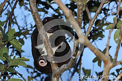 A Mountain Cuscus in a Guava Tree Stock Photo