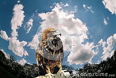 Mountain eagle. Stock Photo