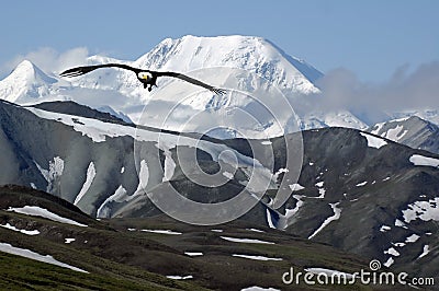 Mountain Eagle Stock Photo