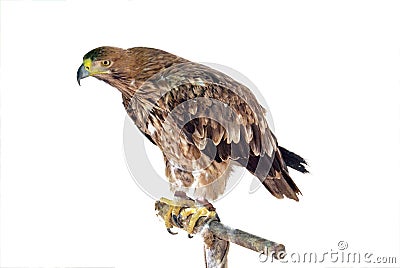 Mountain eagle Stock Photo