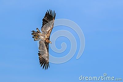 Mountain eagle flying with wide opened wings Stock Photo