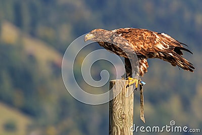 Mountain eagle sitting on a pole Stock Photo