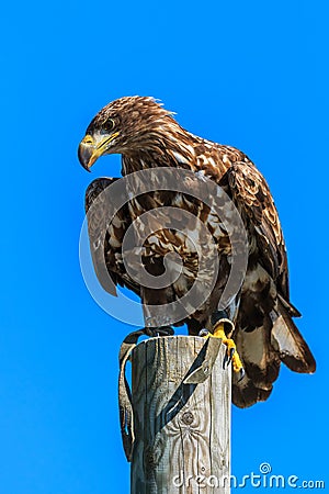 Mountain eagle sitting on a pole Stock Photo