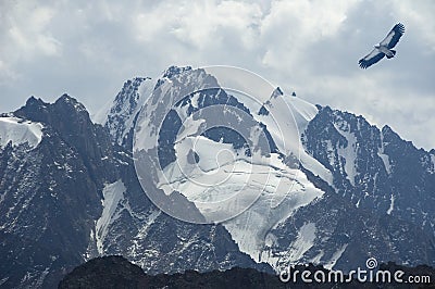 The mountain eagle soars over high tops Stock Photo