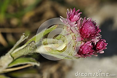 Mountain Everlasting Stock Photo